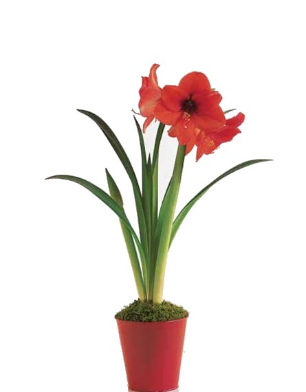 Amaryllis Plant