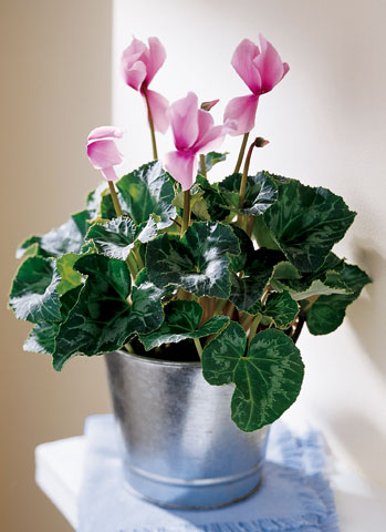 Pink Cyclamen