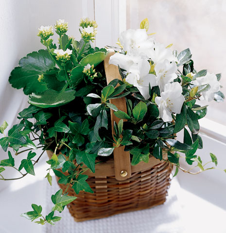 White Assortment Basket