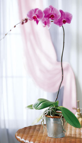 Lavender Phalaenopsis Orchid