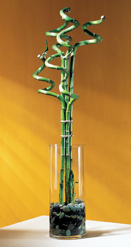 Curly Bamboo Arrangement