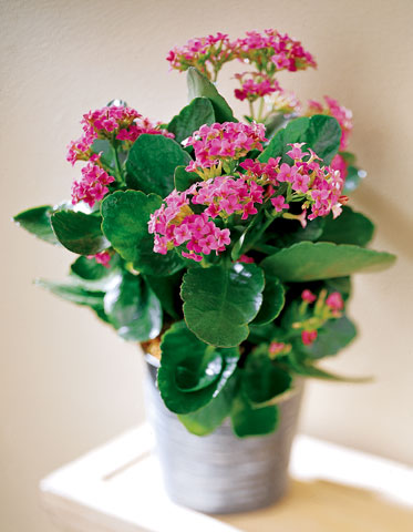 Pink Kalanchoe