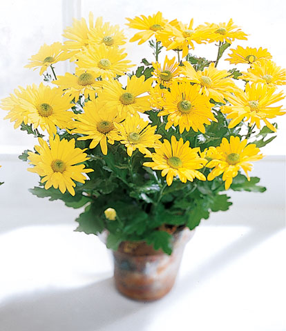 Daisy Chrysanthemum (Lg)