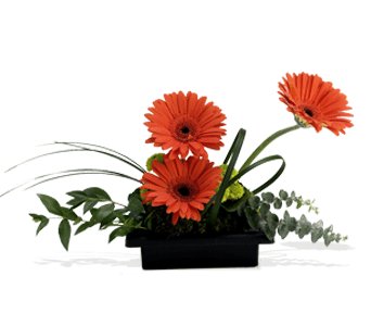Zen Gerbera Bowl